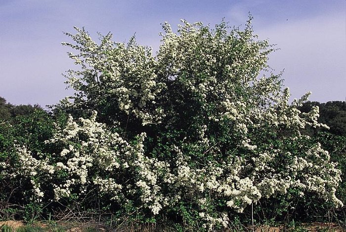 Crataegus monogyna
